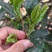 临沧普洱茶古树双江冰岛生普野生红批发茶农直销白莺山多品种