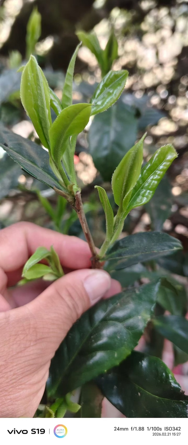 临沧普洱茶古树双江冰岛生普野生红批发茶农直销白莺山多品种