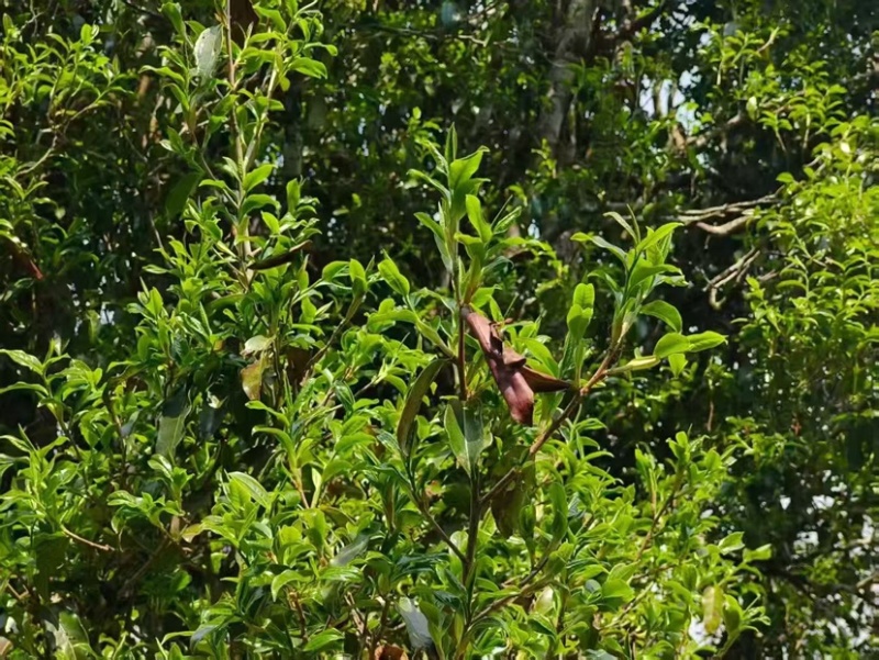 临沧普洱茶古树双江冰岛生普野生红批发茶农直销白莺山多品种
