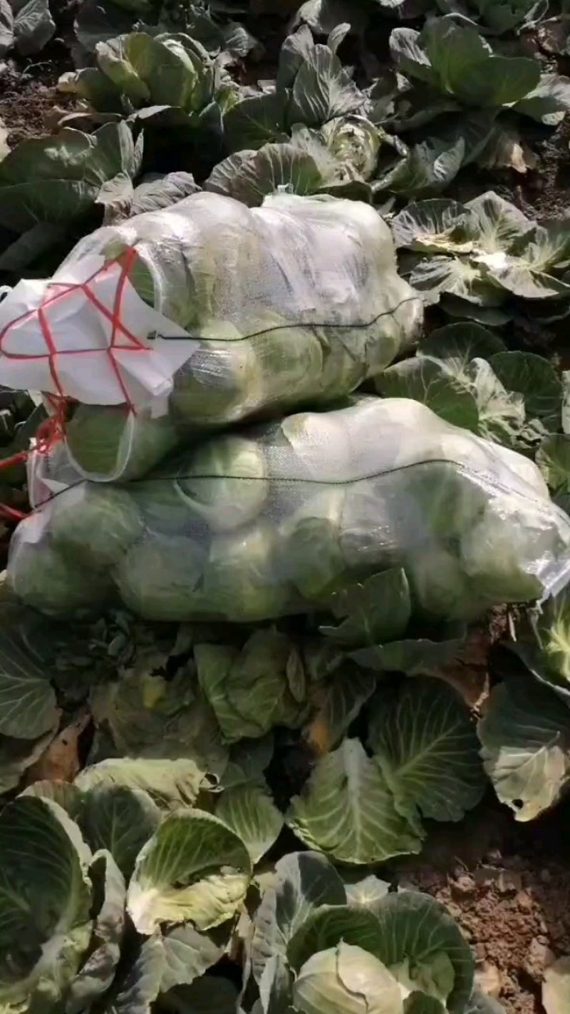 产地湖北省熹鱼县潘家湾镇，甘蓝，产地直发，质量有保障。