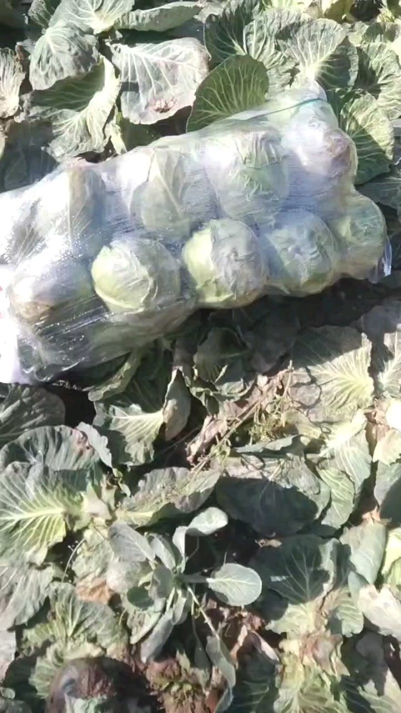 产地湖北省熹鱼县潘家湾镇，甘蓝，产地直发，质量有保障。