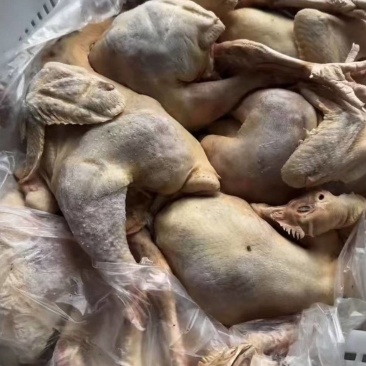 出售饲料鸡