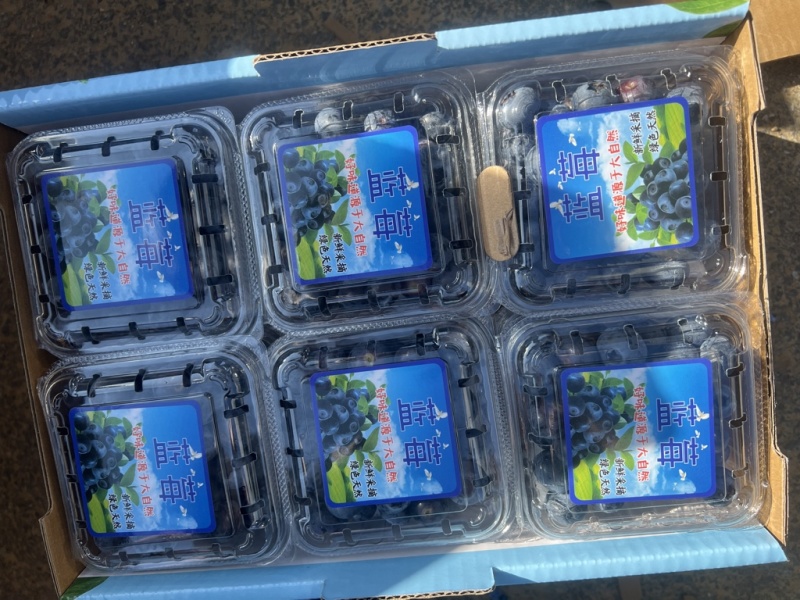 山东蓝莓大量上市了价格不高需要请与我联系