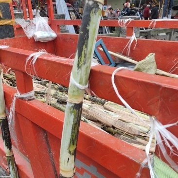 甘蔗应中东战争爆发导致叙利客户送不到有没需要老板拿去发财