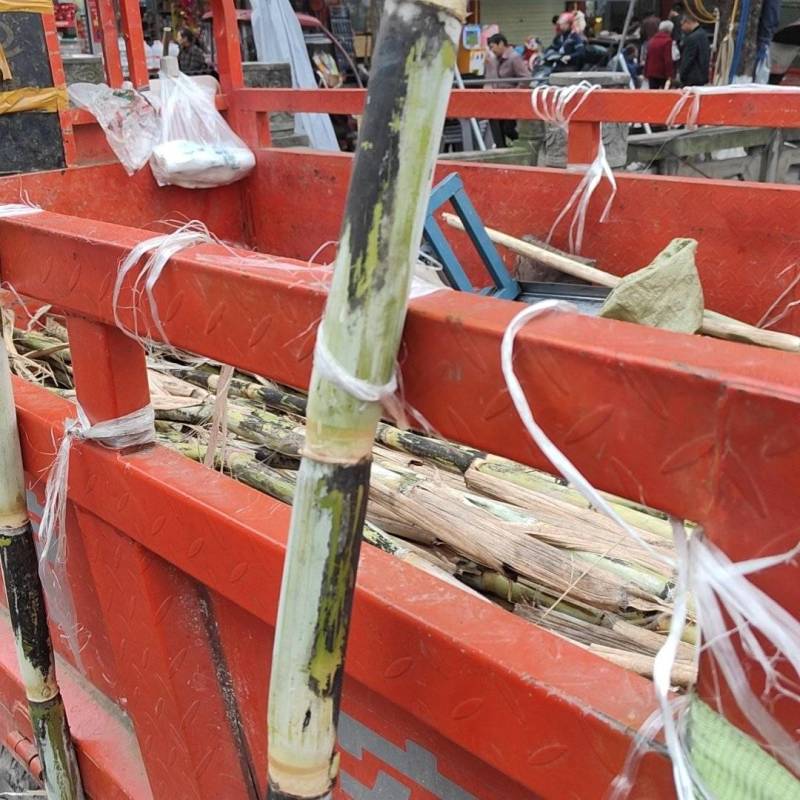 甘蔗应中东战争爆发导致叙利客户送不到有没需要老板拿去发财