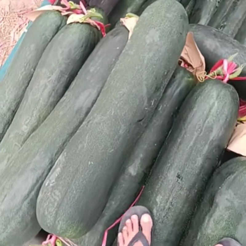 黑冬瓜