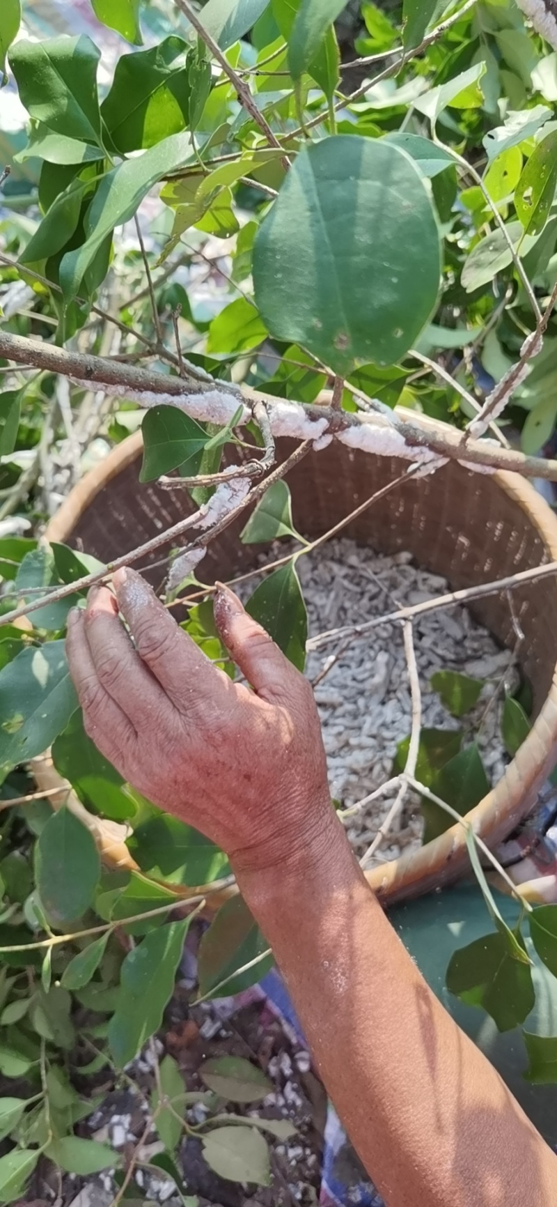 正宗芷江虫白蜡