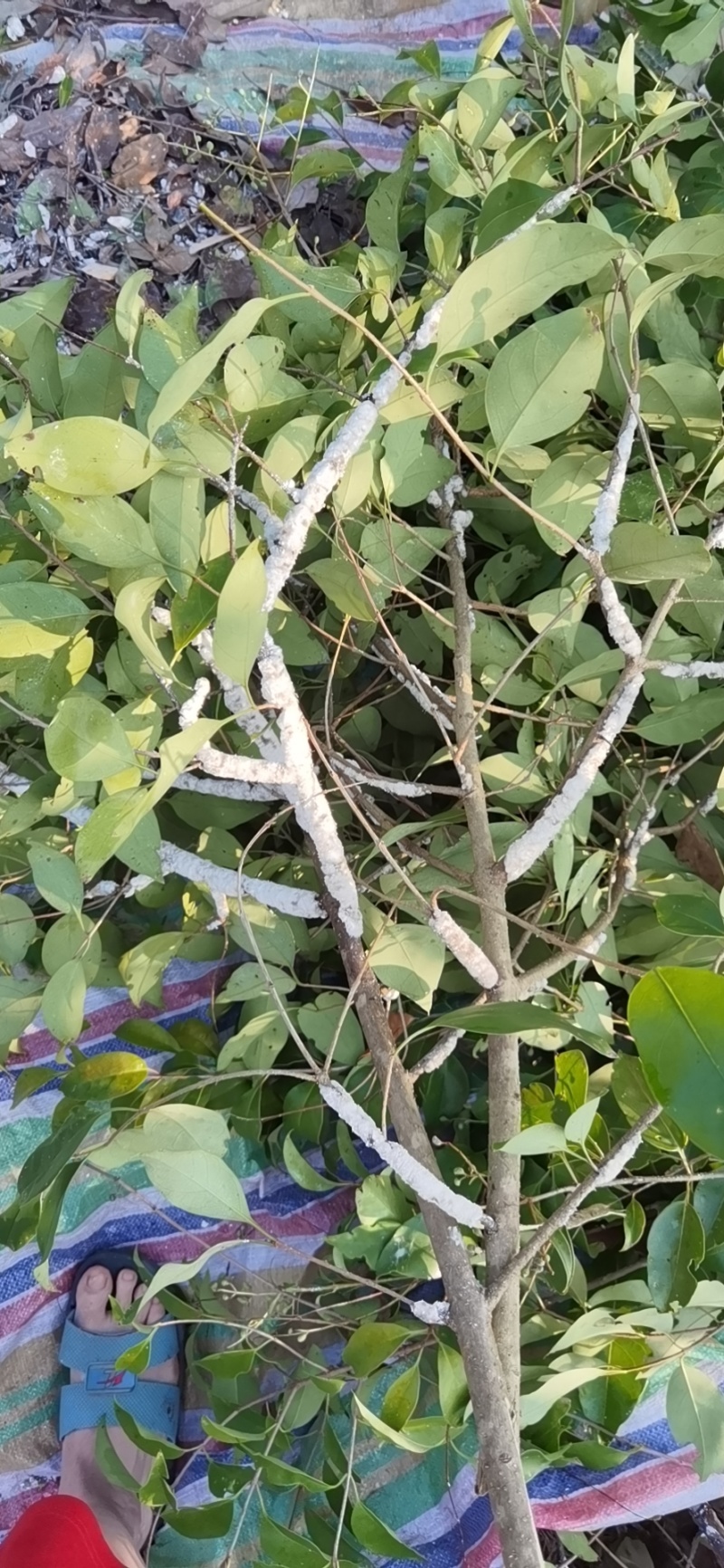 正宗芷江虫白蜡