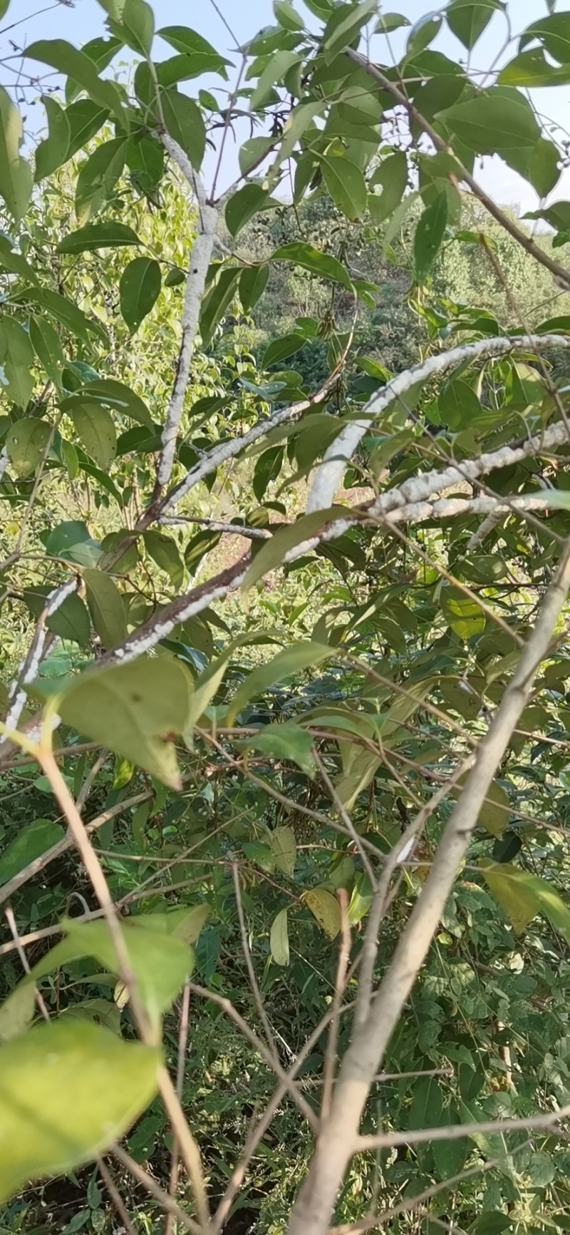 正宗芷江虫白蜡