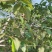 正宗芷江虫白蜡