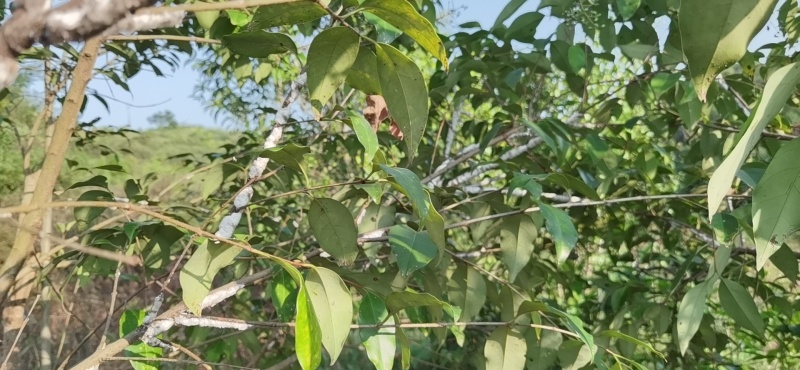 正宗芷江虫白蜡