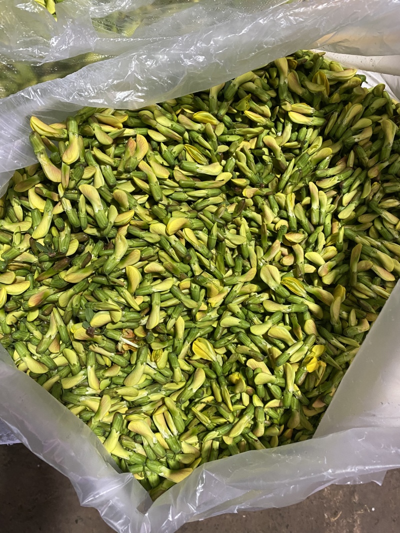云南野生金雀花，全国发货