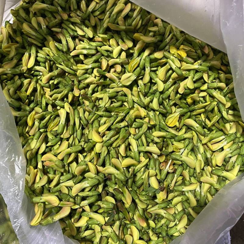 云南野生金雀花，全国发货