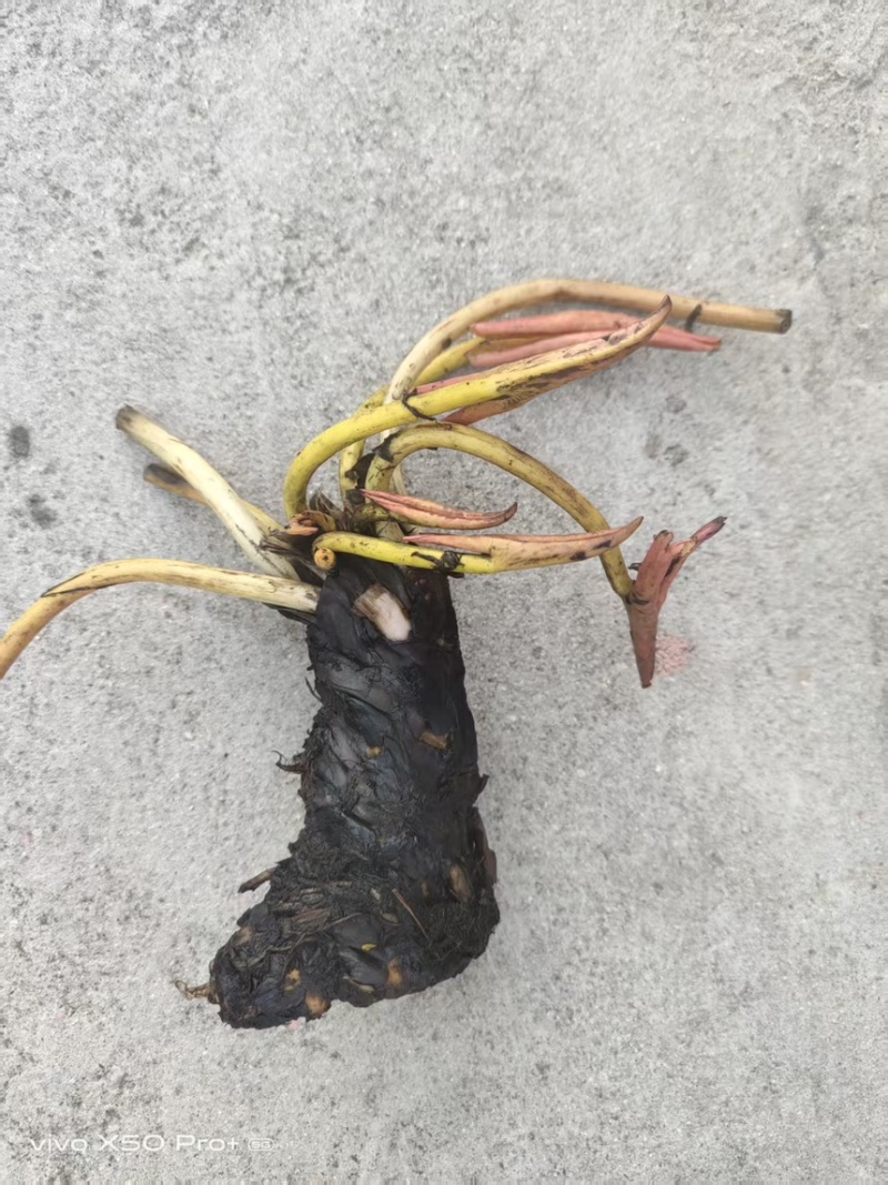 睡莲苗水培植物户外水养睡莲