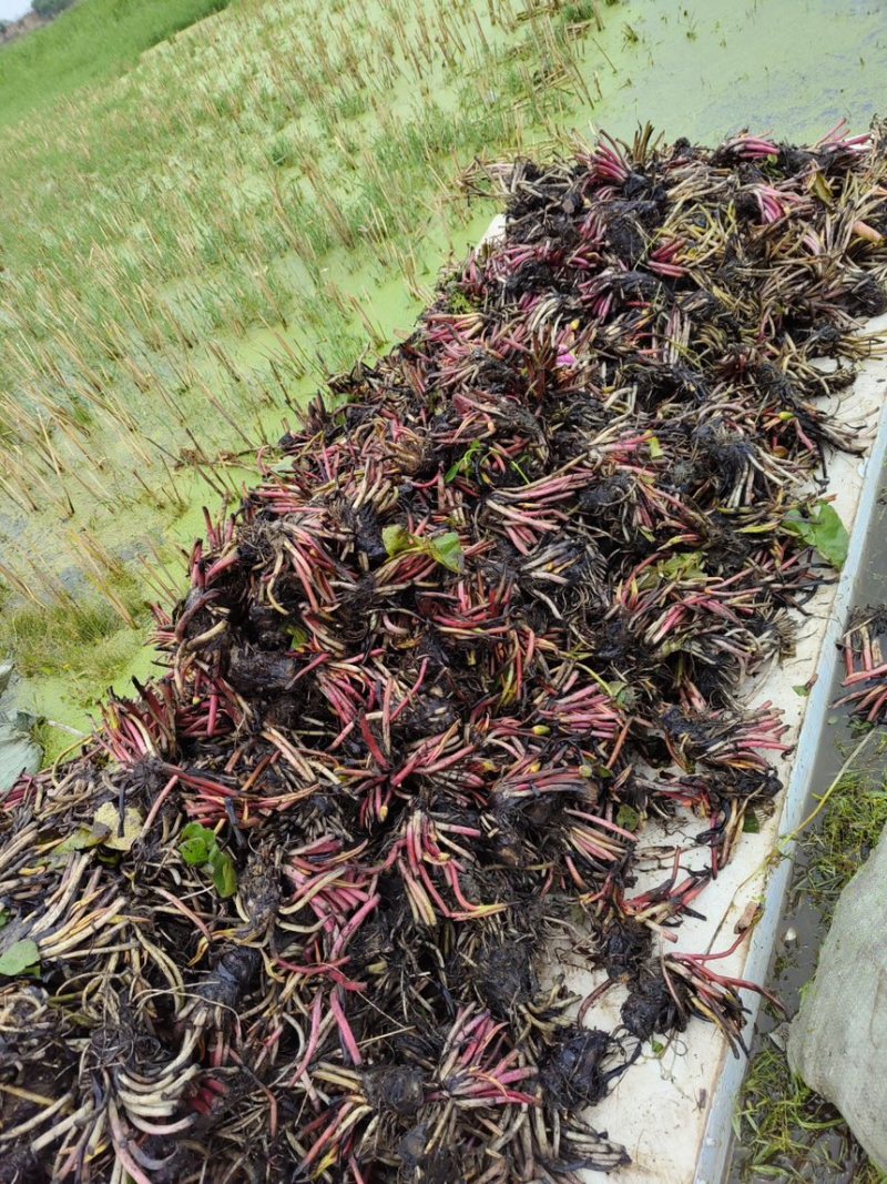 睡莲苗水培植物户外水养睡莲