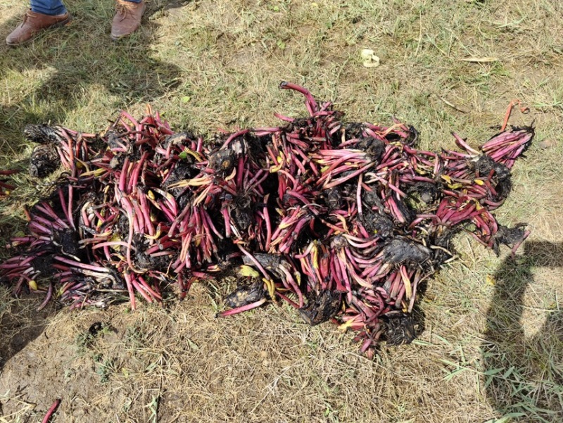 睡莲苗水培植物户外水养睡莲