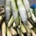 新鲜茭白已经大量上市，规格齐全，需要的老板随时可以联系我会第