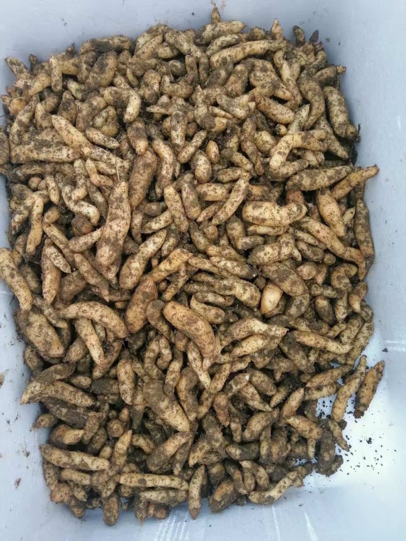 0代乌红杂交天麻种3000斤现货