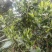 茶叶野生蜂蜜大红菌野生鸡众菌