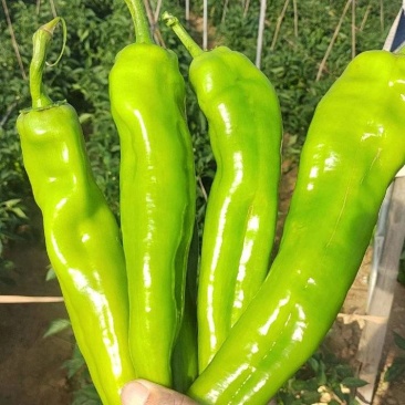 青皮大辣椒