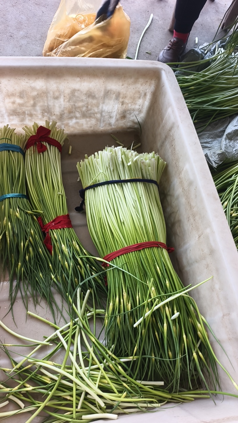 湖北宜昌枝江白帽蒜苔一手货源货量充足量从优