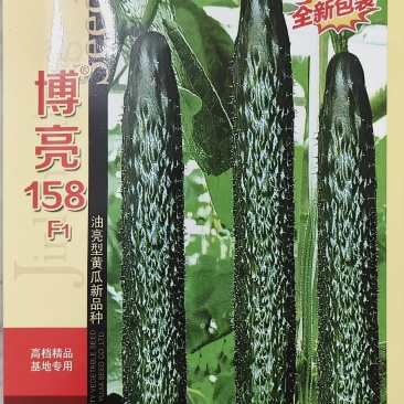 黄瓜种子密刺丰产杂交一代顺直黄瓜种子