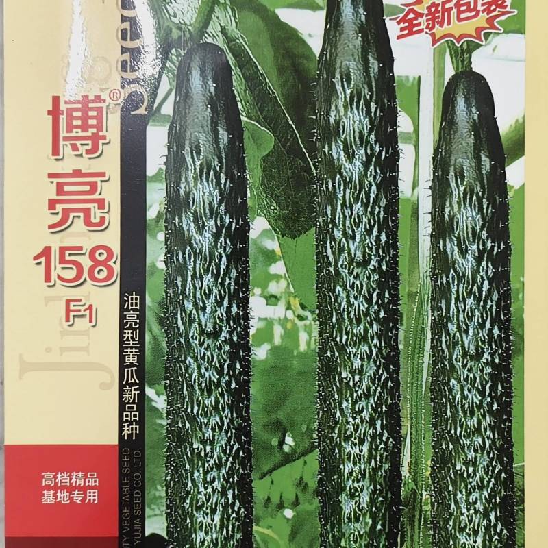 黄瓜种子密刺丰产杂交一代顺直黄瓜种子