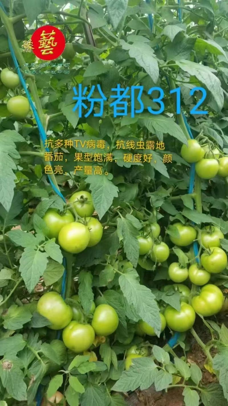 粉都312番茄种子粉红果无限生长多抗型西红柿种子硬度好