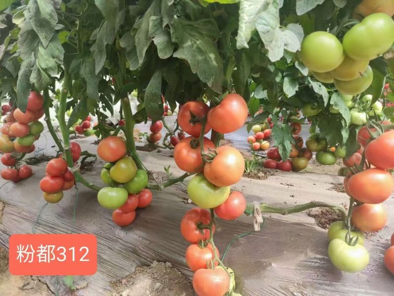 粉都312番茄种子粉红果无限生长多抗型西红柿种子硬度好