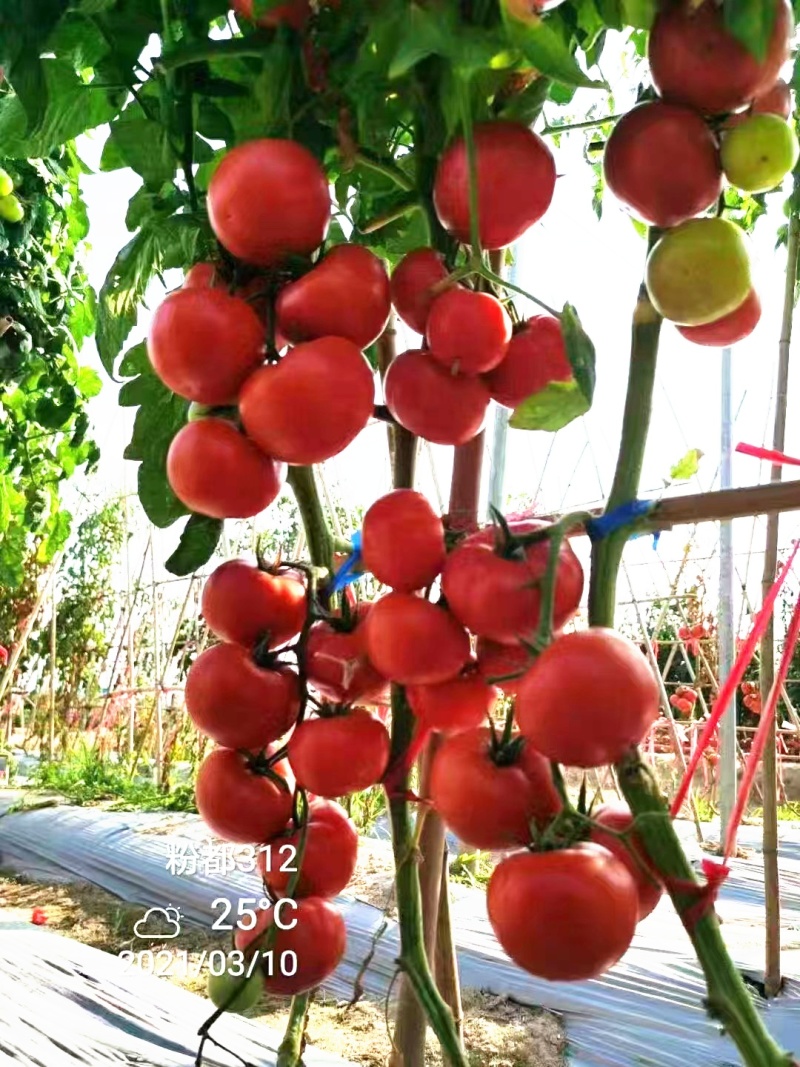 粉都312番茄种子粉红果无限生长多抗型西红柿种子硬度好