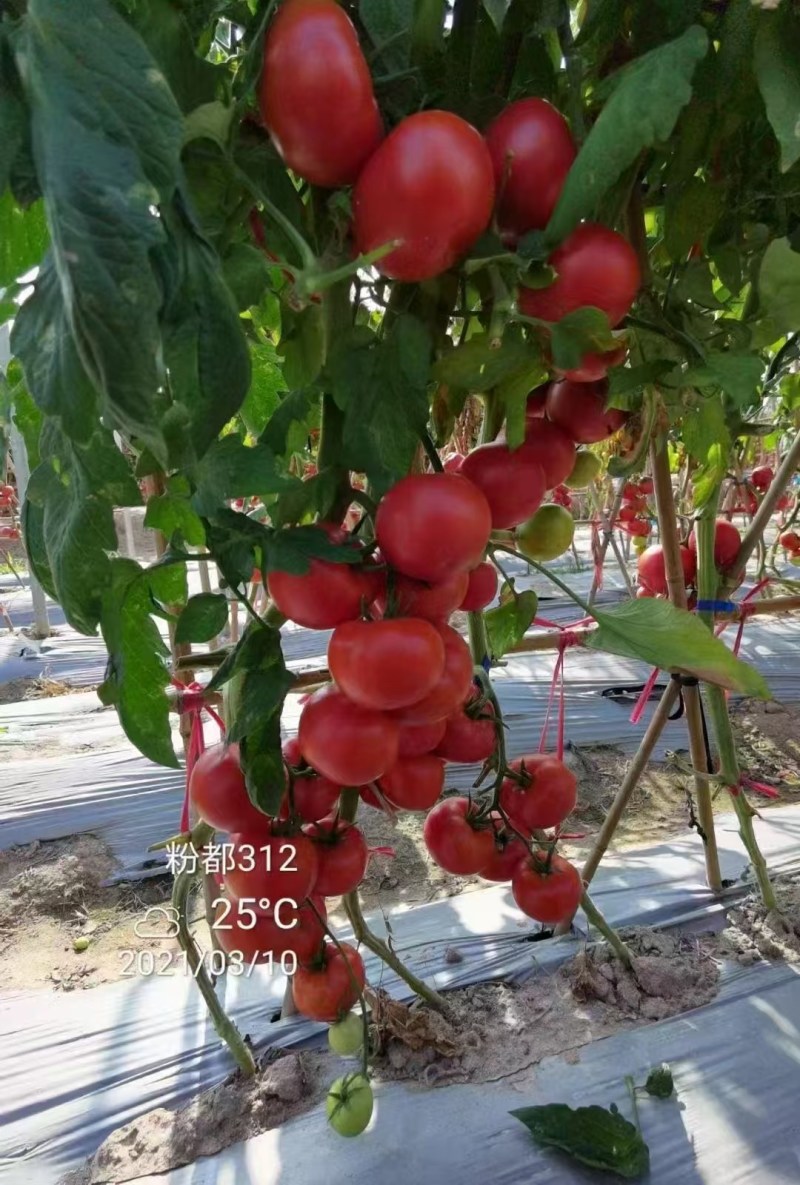 粉都312番茄种子粉红果无限生长多抗型西红柿种子硬度好