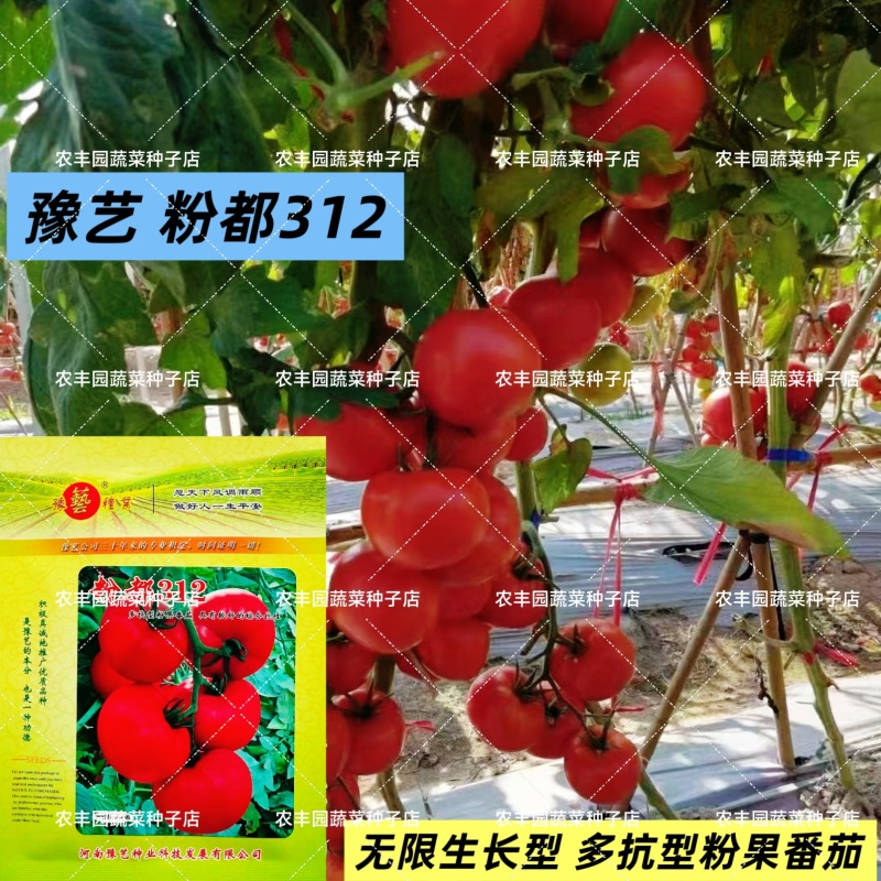 粉都312番茄种子粉红果无限生长多抗型西红柿种子硬度好