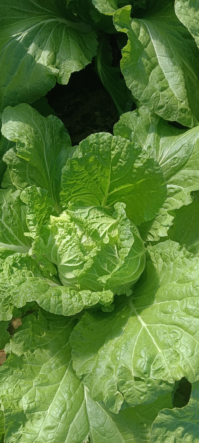 黄心白菜，户里收货，价格便宜，质量很好