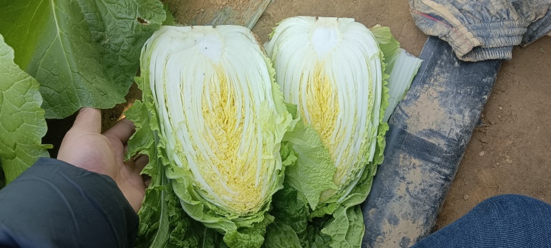 黄心白菜，户里收货，价格便宜，质量很好