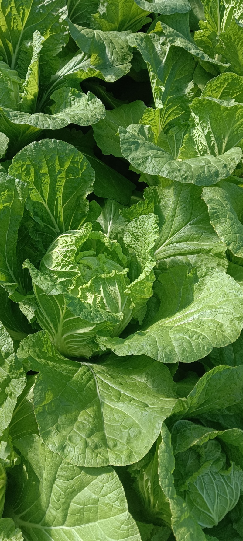 黄心白菜，户里收货，价格便宜，质量很好