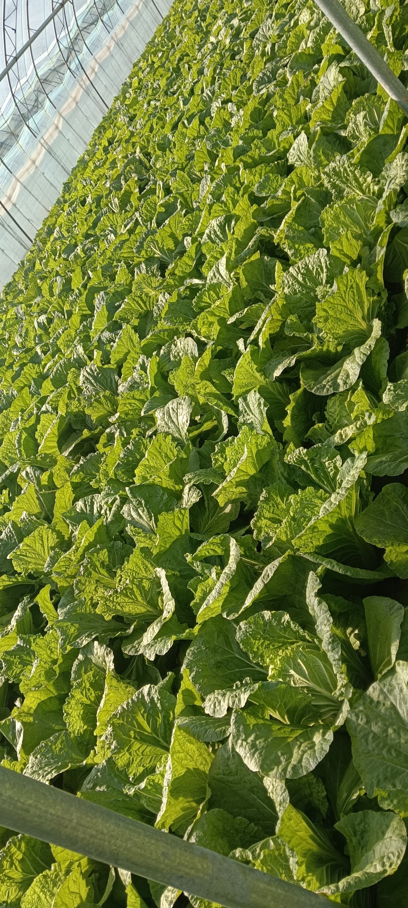 黄心白菜，户里收货，价格便宜，质量很好