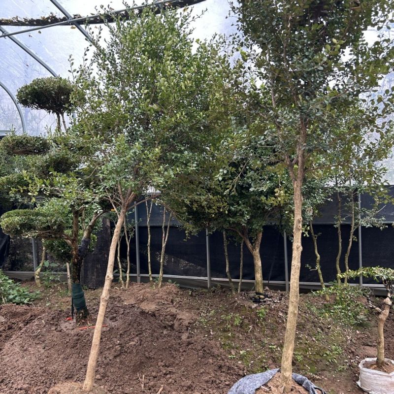 瓜子黄杨树1一5公分，单杆黄杨树，小叶黄杨树，小叶黄杨树