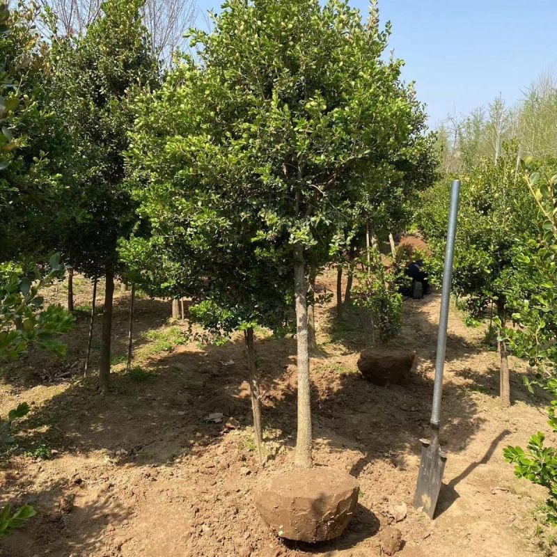 瓜子黄杨树1一5公分，单杆黄杨树，小叶黄杨树，小叶黄杨树