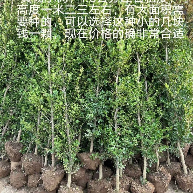 瓜子黄杨树1一5公分，单杆黄杨树，小叶黄杨树，小叶黄杨树