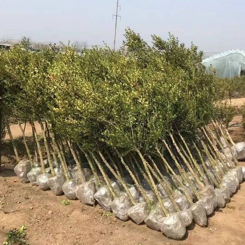 瓜子黄杨树1一5公分，单杆黄杨树，小叶黄杨树，小叶黄杨树