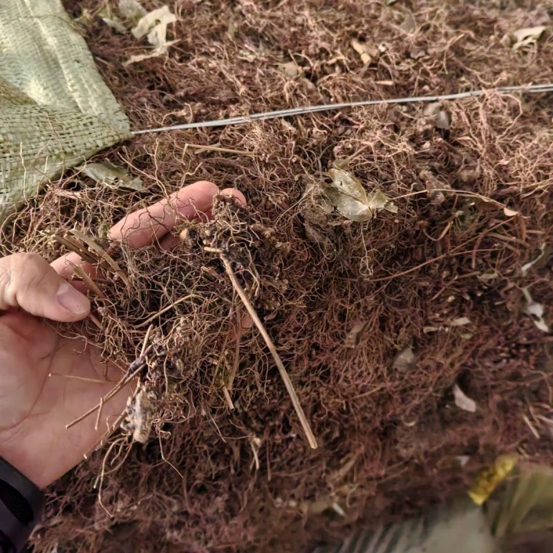 批发野生淫羊藿根中药材仙灵脾根泡酒入药