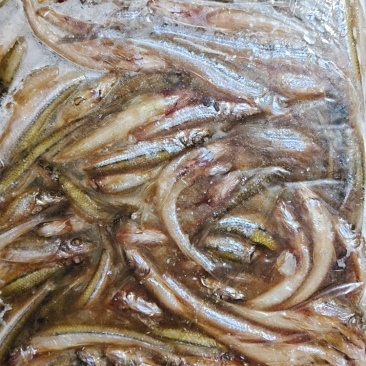 船丁鱼