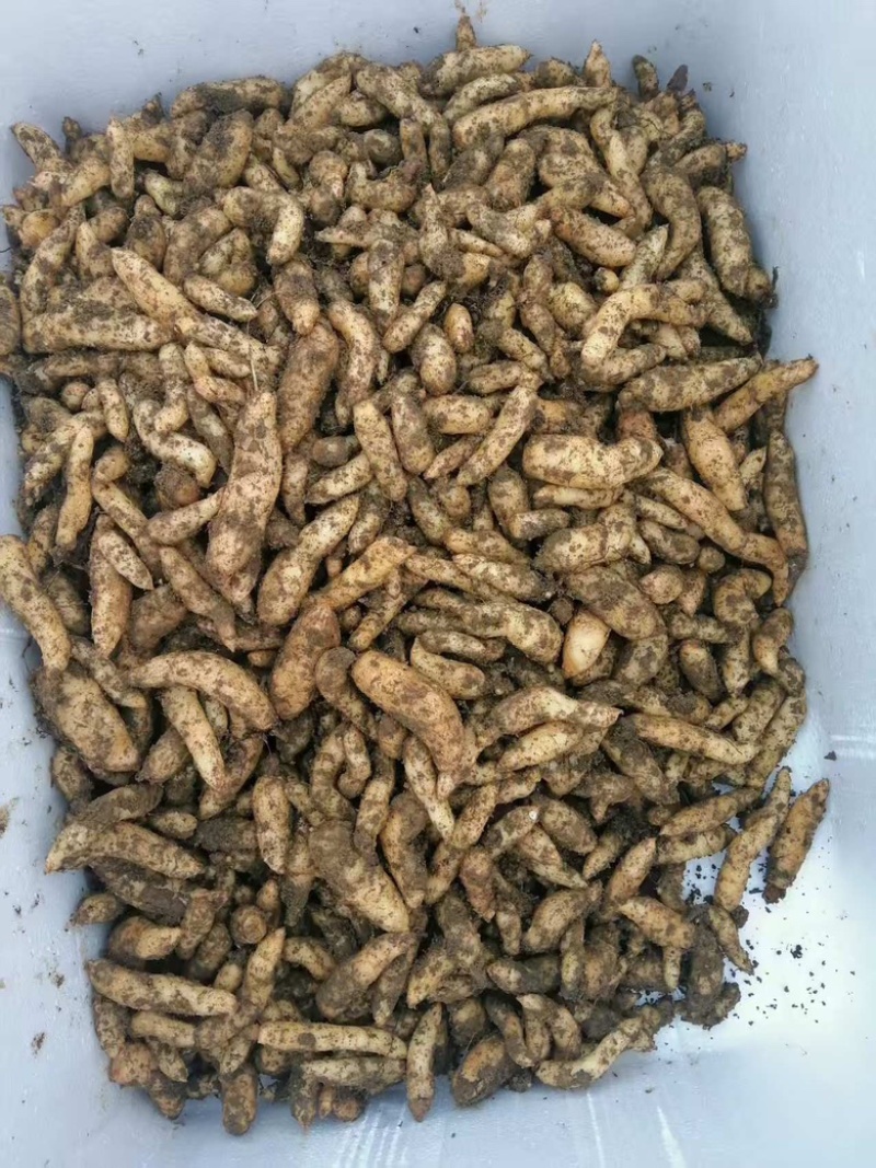0代乌红杂交天麻种3000斤现货