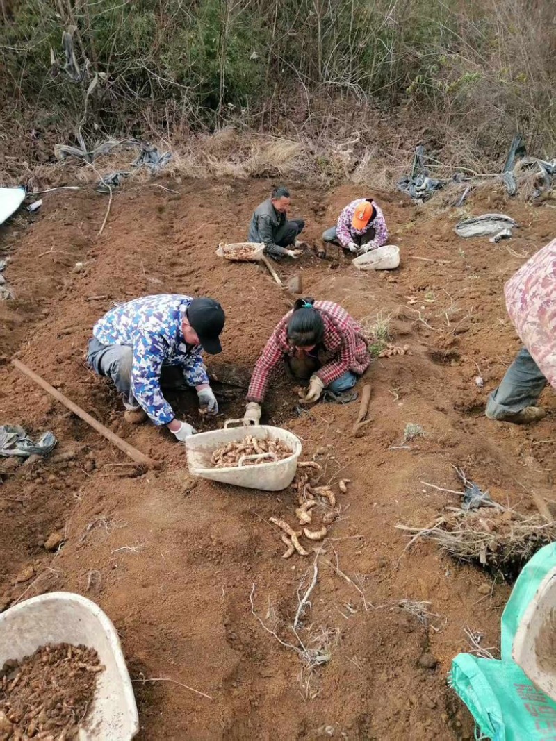 0代乌红杂交天麻种3000斤现货