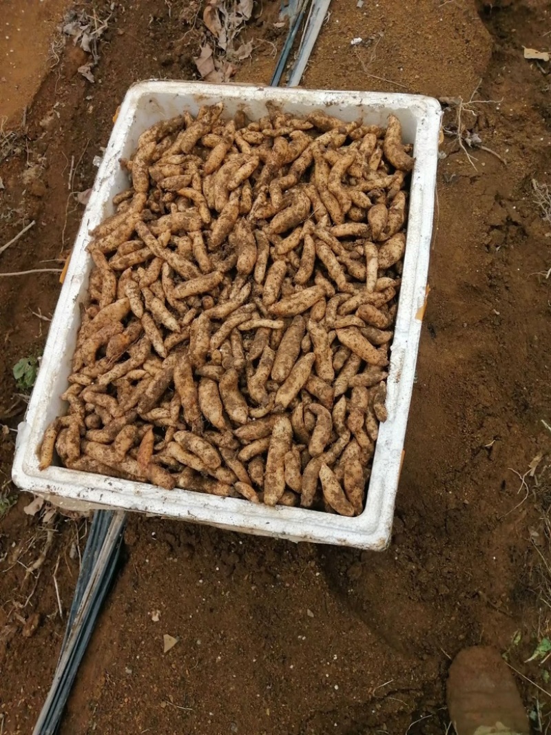0代乌红杂交天麻种3000斤现货