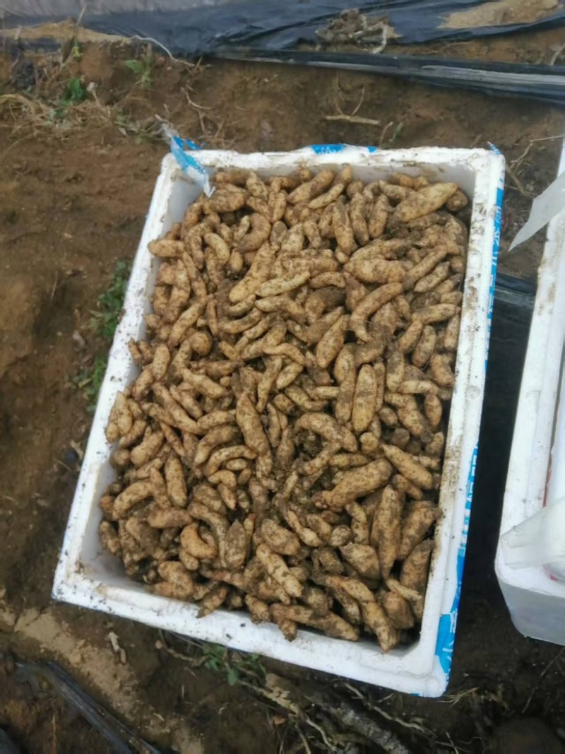 0代乌红杂交天麻种3000斤现货