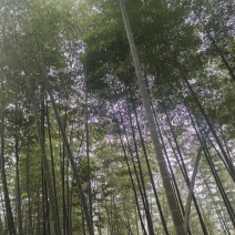 湖南邵阳高海拔纯野生春笋