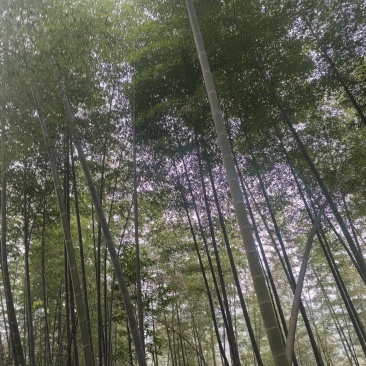 湖南邵阳高海拔纯野生春笋