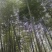 湖南邵阳高海拔纯野生春笋