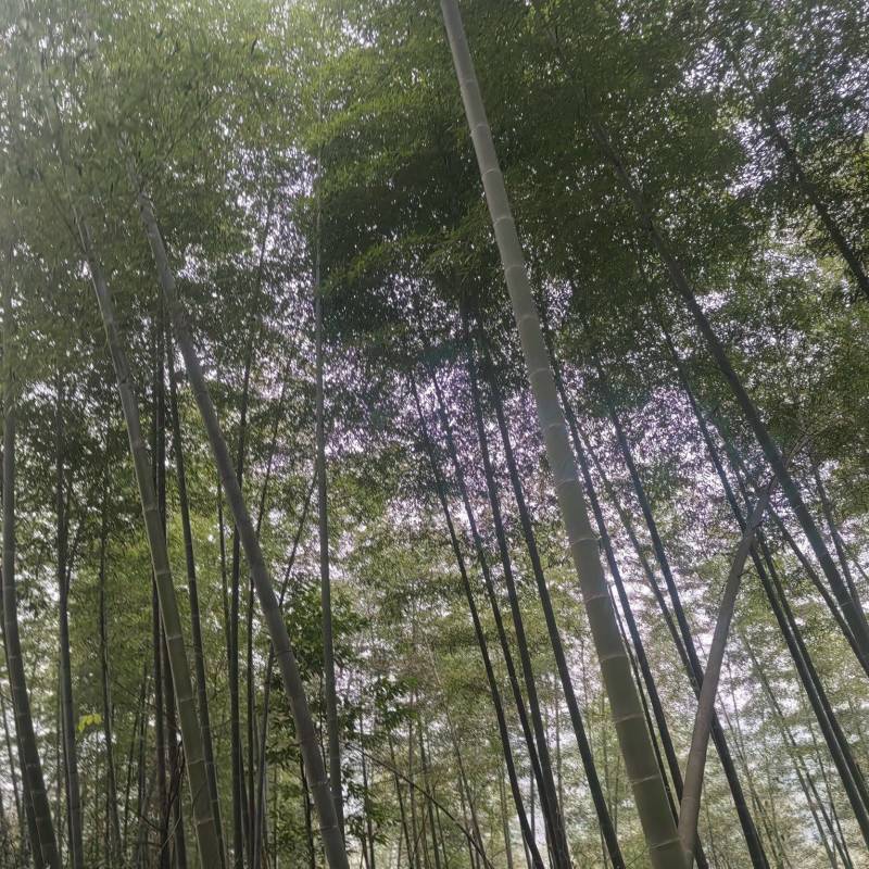 湖南邵阳高海拔纯野生春笋
